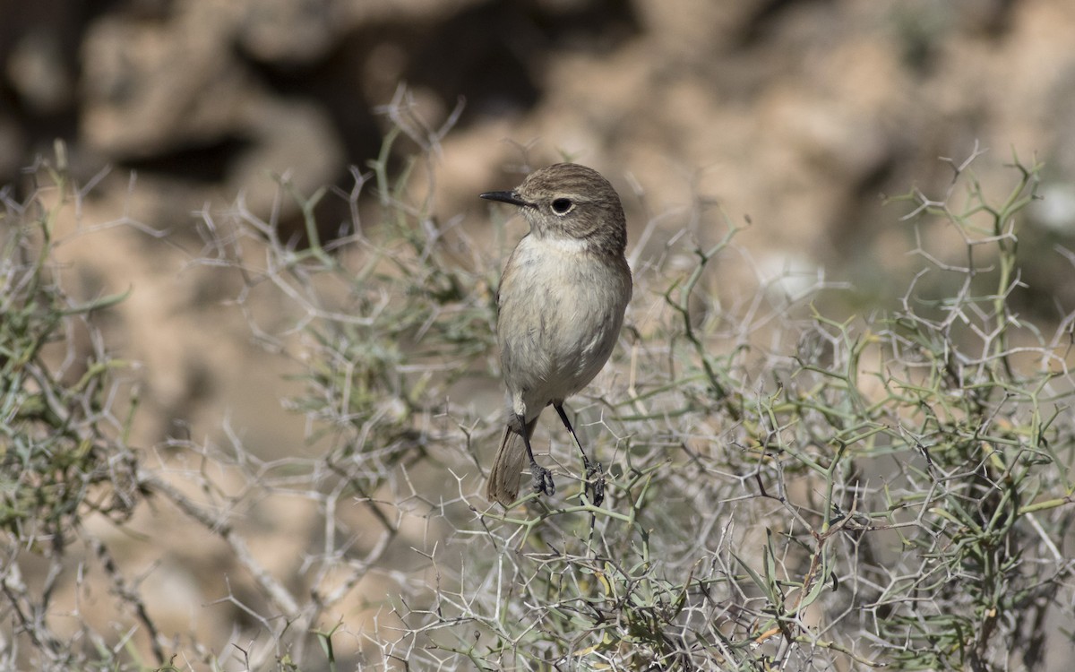 Fuerteventura Stonechat - ML616085059