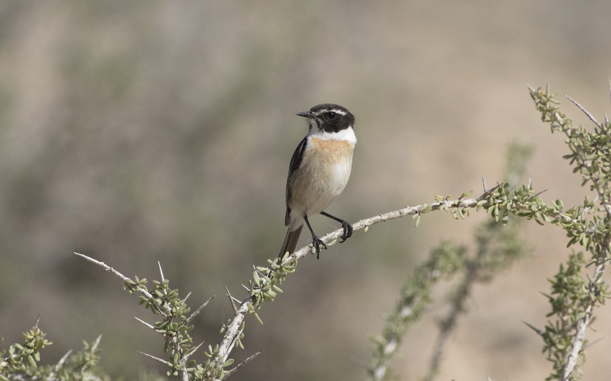 Fuerteventura Stonechat - ML616085060