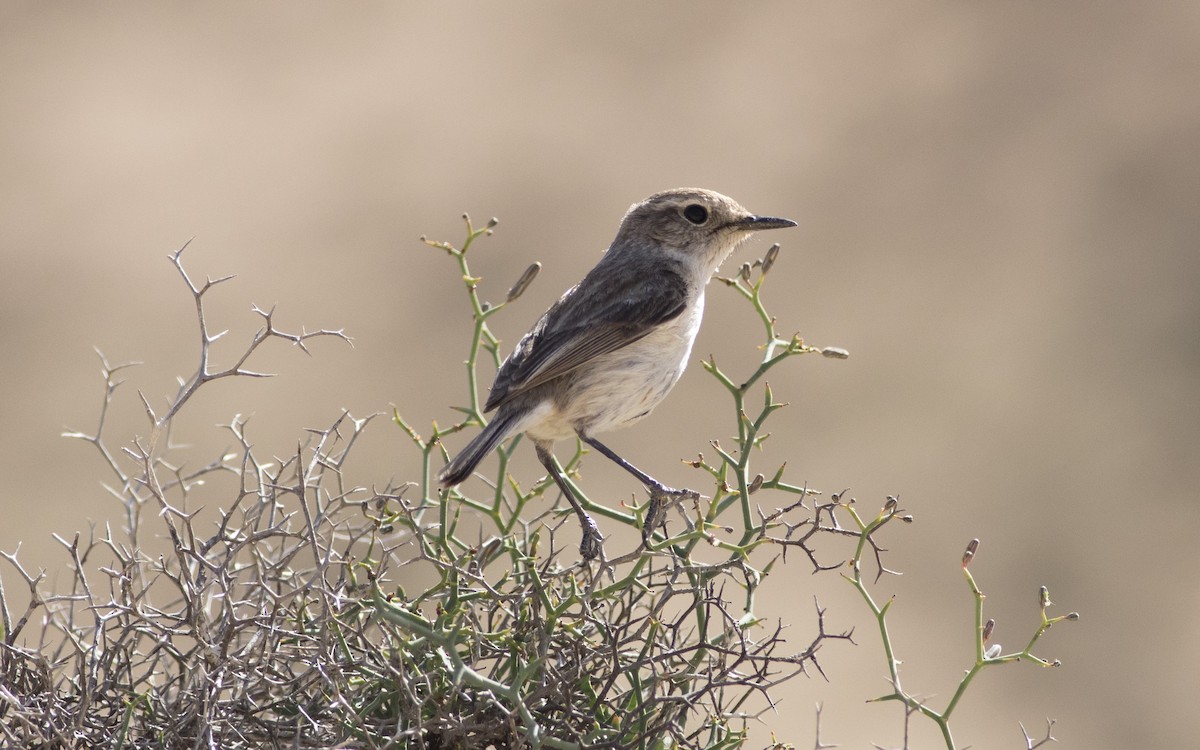 Fuerteventura Stonechat - ML616085061