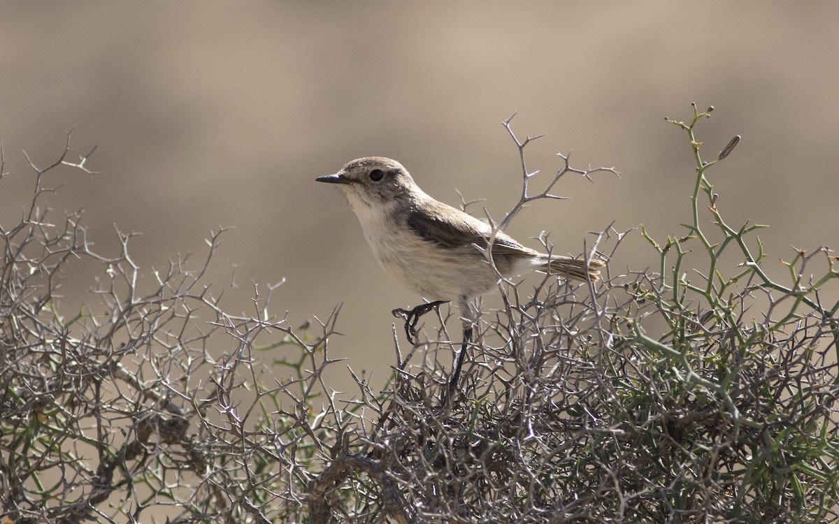 Fuerteventura Stonechat - ML616085062
