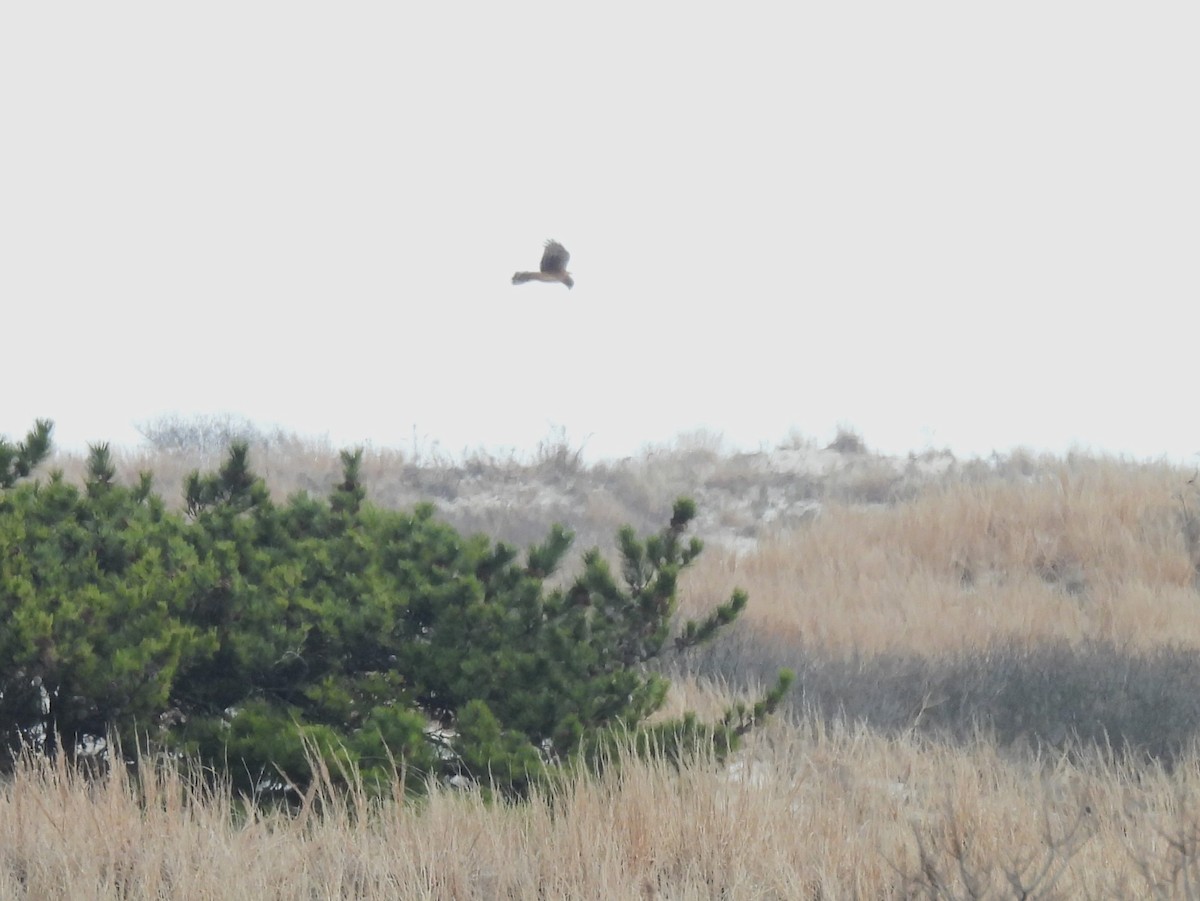 Northern Harrier - ML616085067