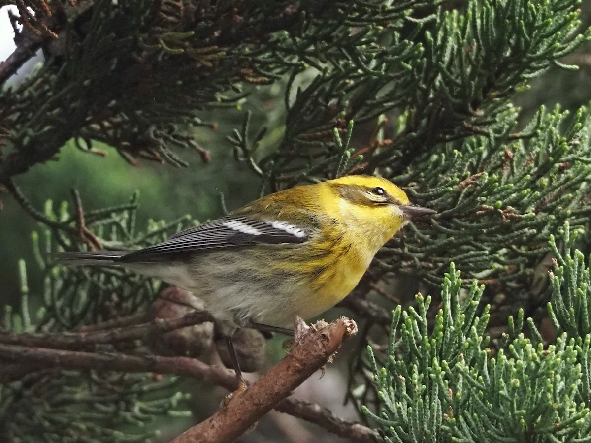 Townsend's Warbler - ML616085109