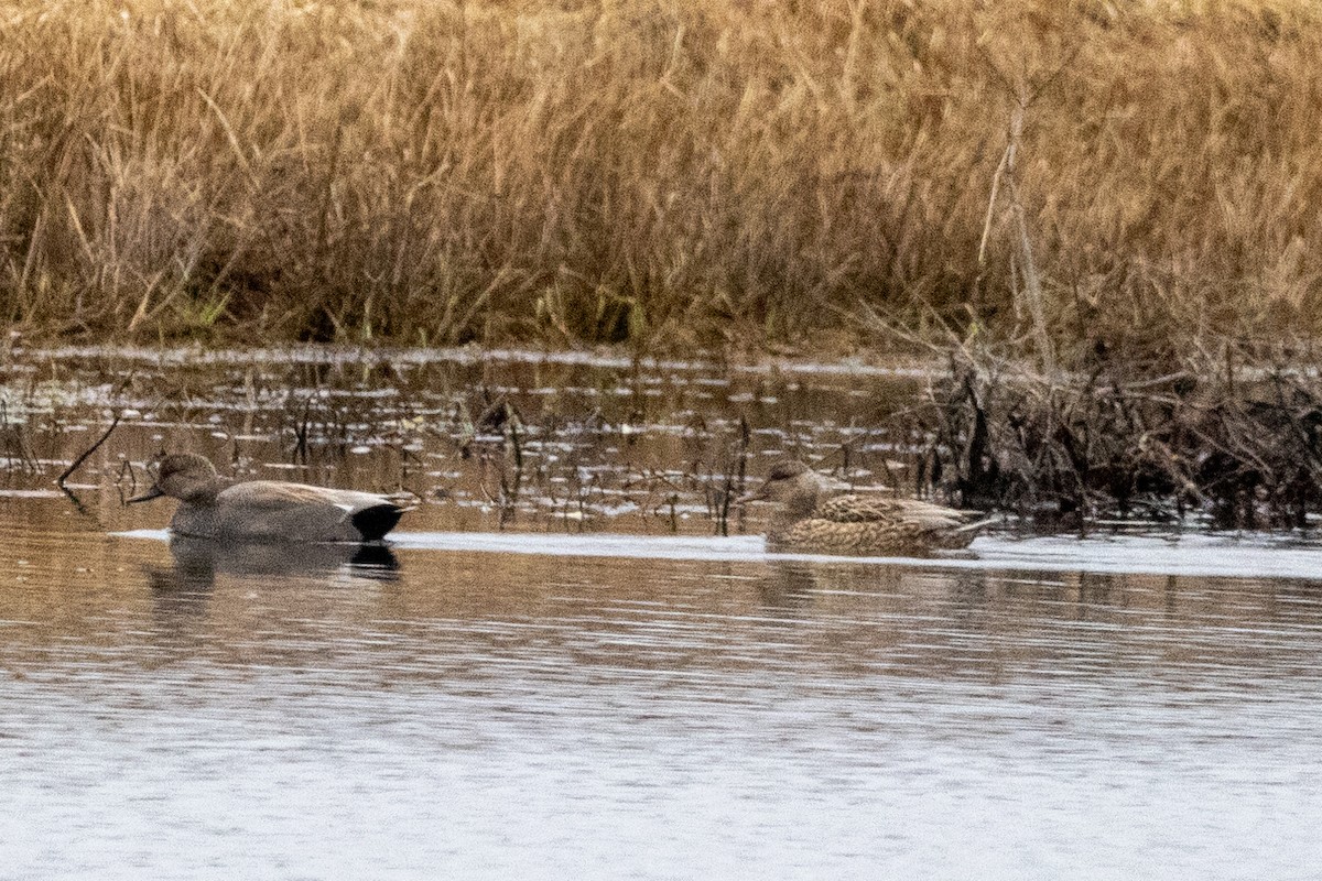 Gadwall - ML616085155