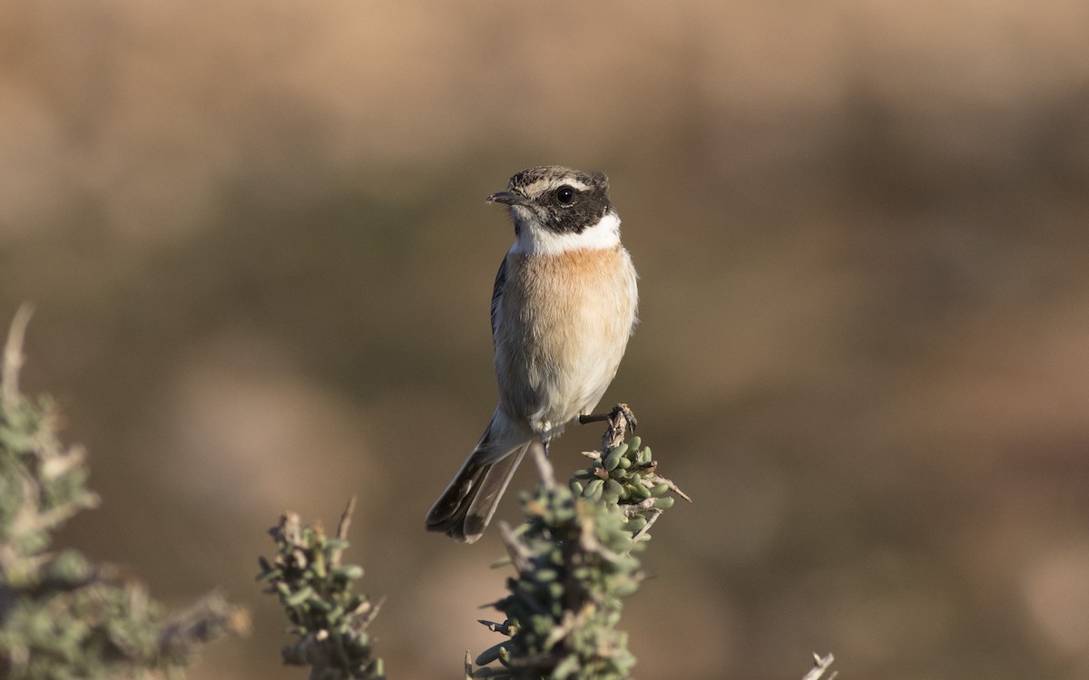 Fuerteventura Stonechat - ML616085156