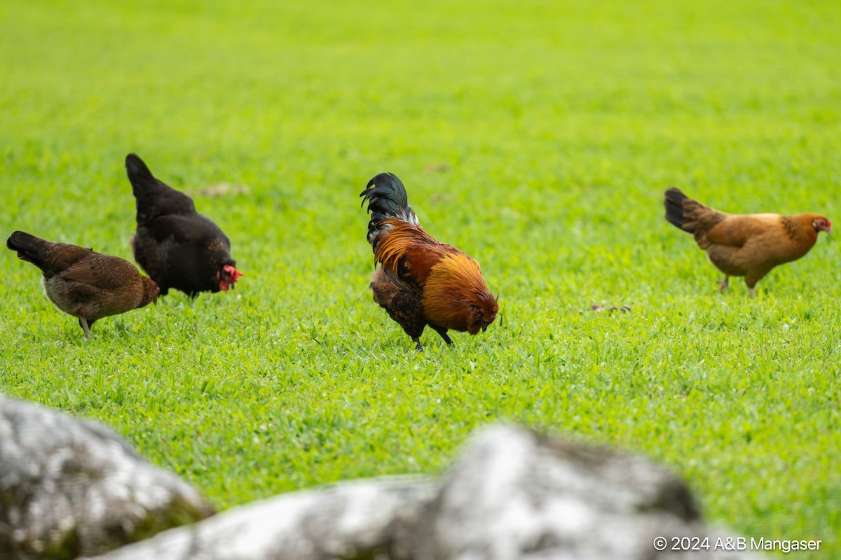 Red Junglefowl (Domestic type) - ML616085179