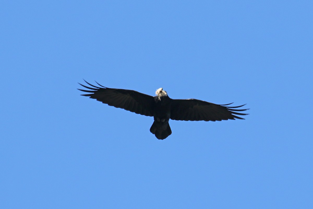 Common Raven - Jamie Chavez