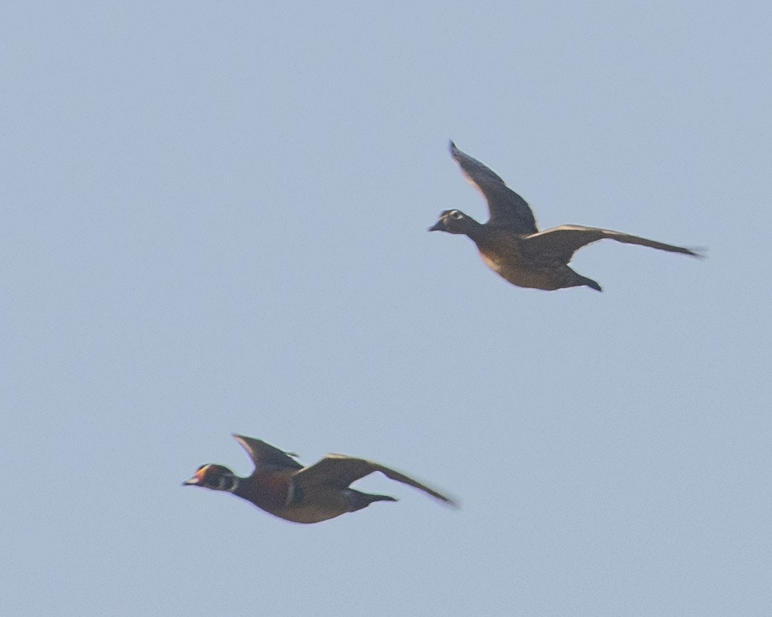 Wood Duck - ML616085208