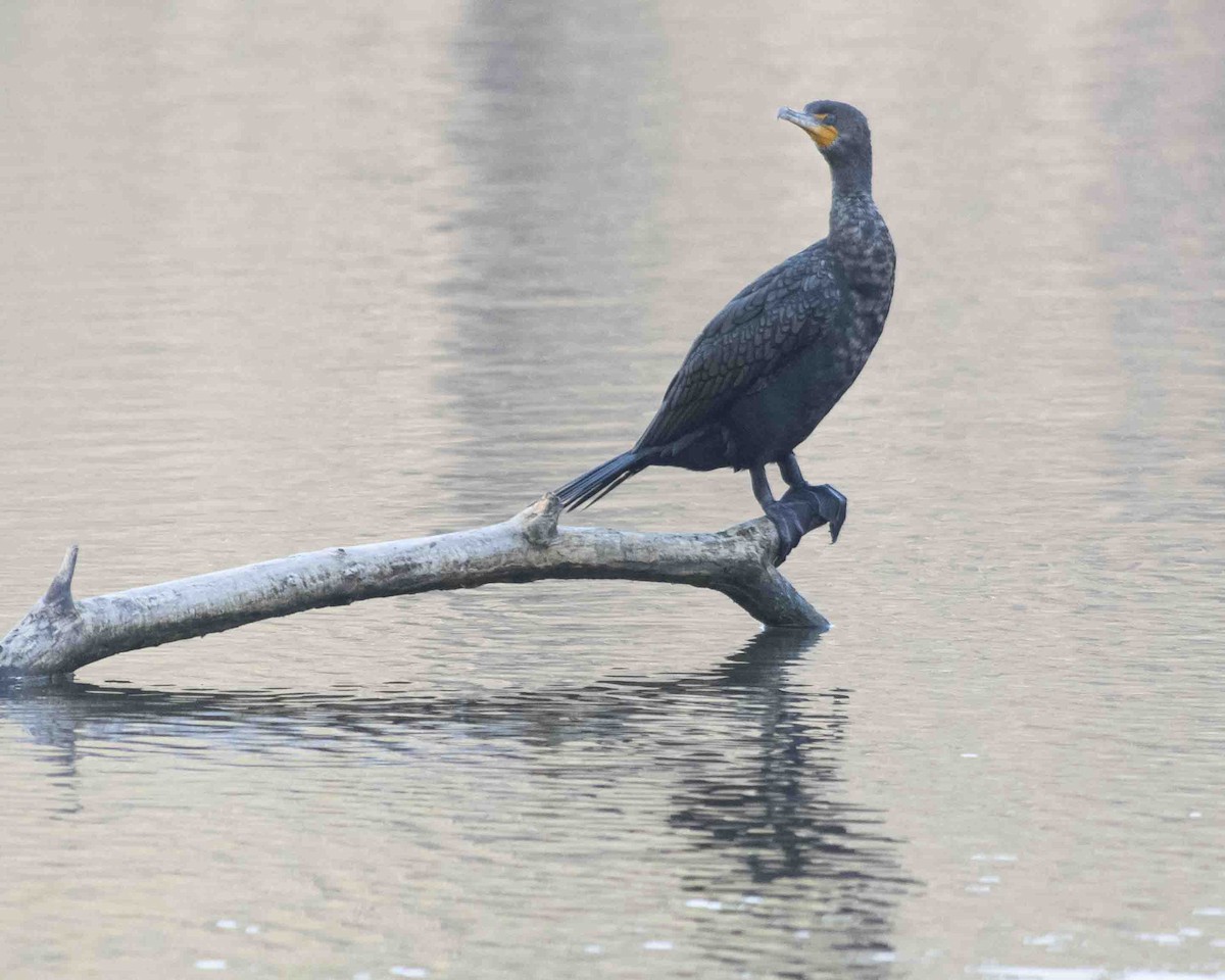 Double-crested Cormorant - ML616085222