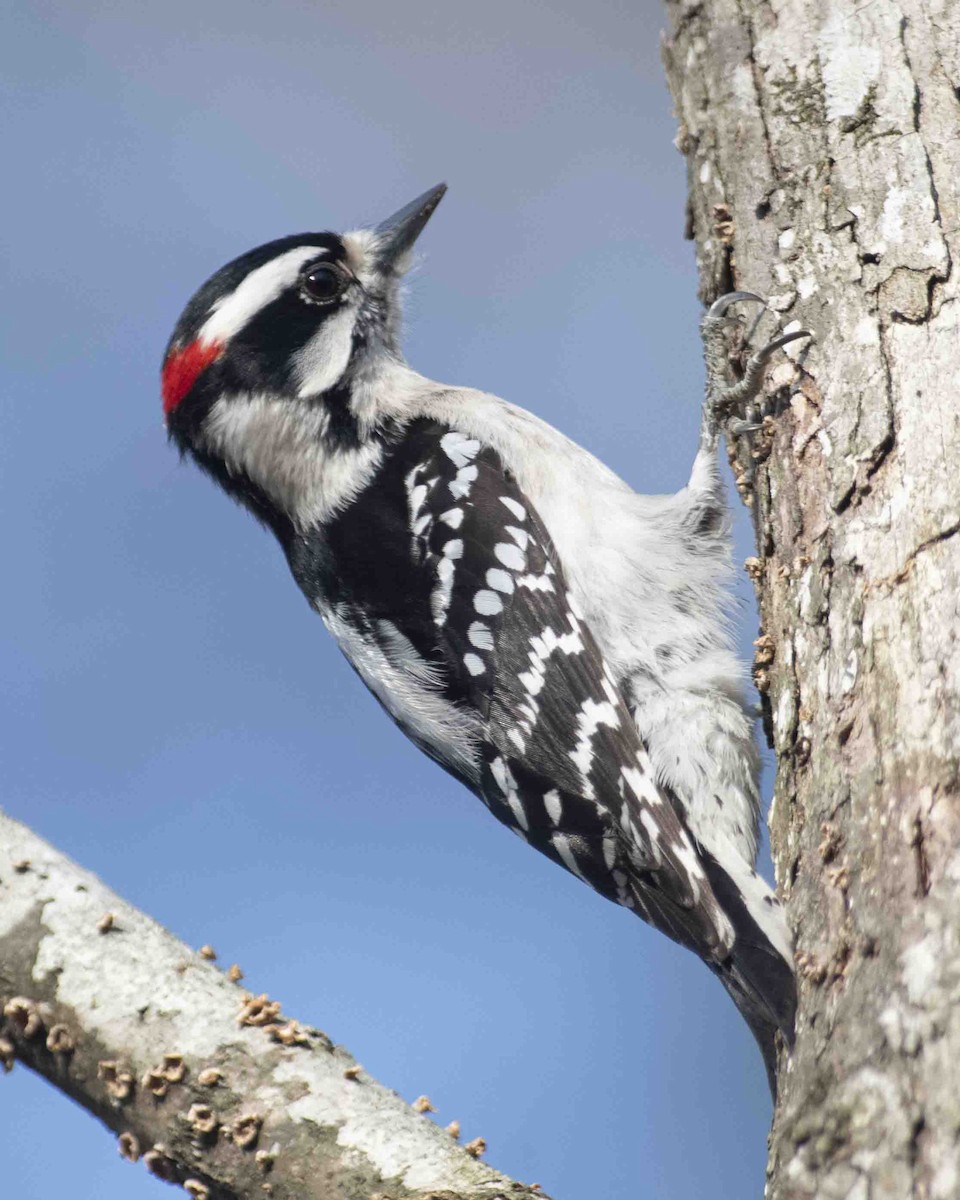 Downy Woodpecker - ML616085237