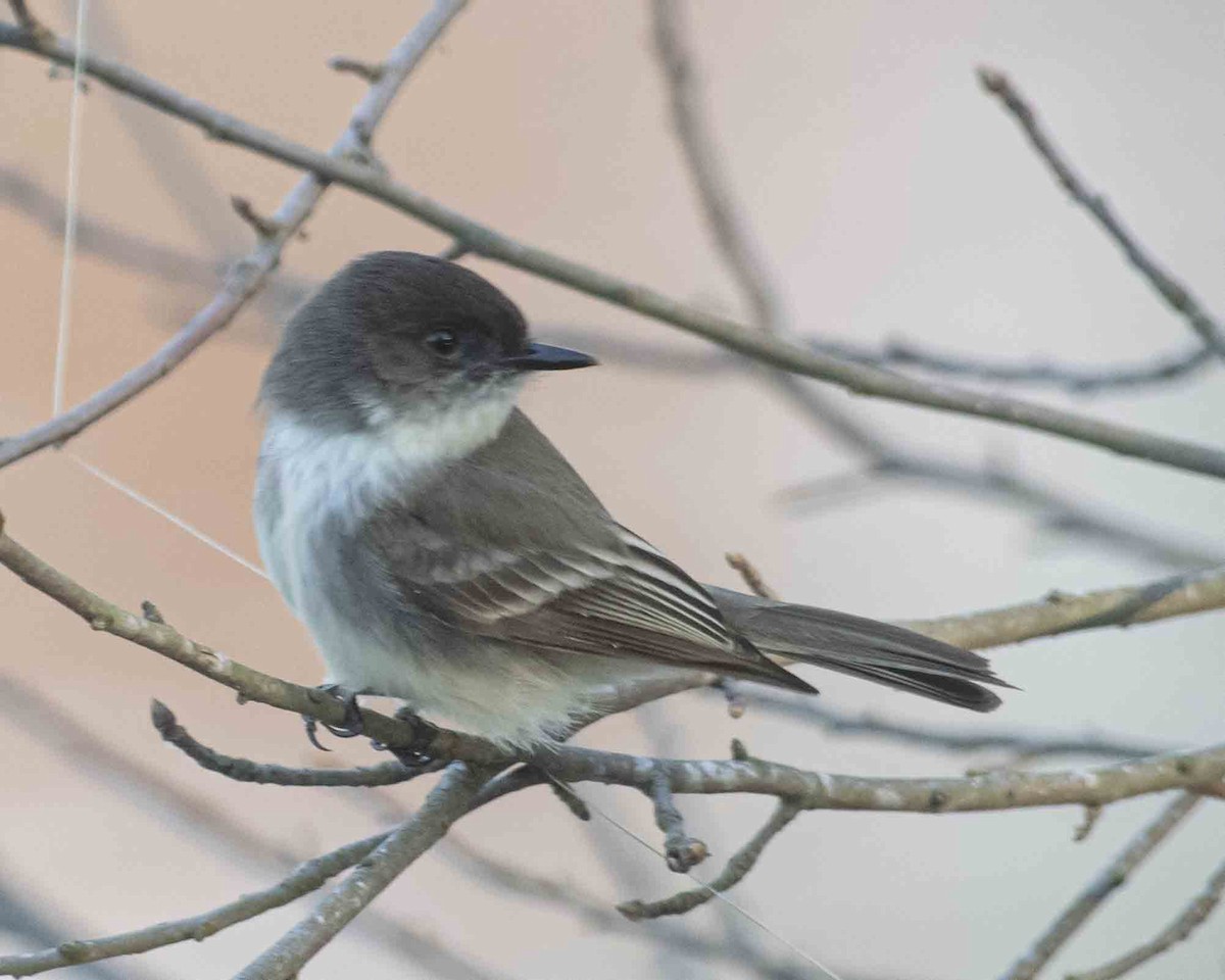 Eastern Phoebe - ML616085248