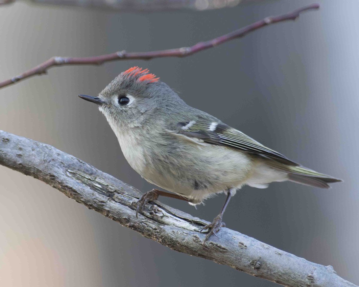 Ruby-crowned Kinglet - ML616085258