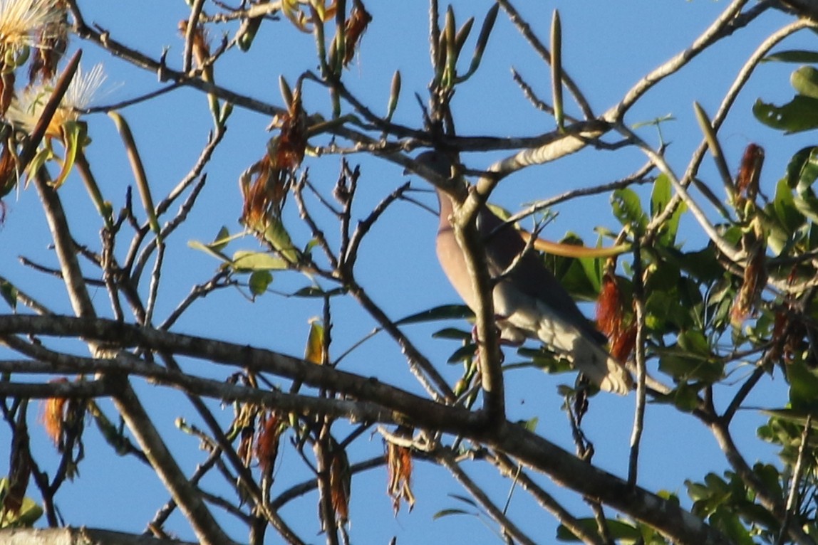 Pale-vented Pigeon - ML616085268