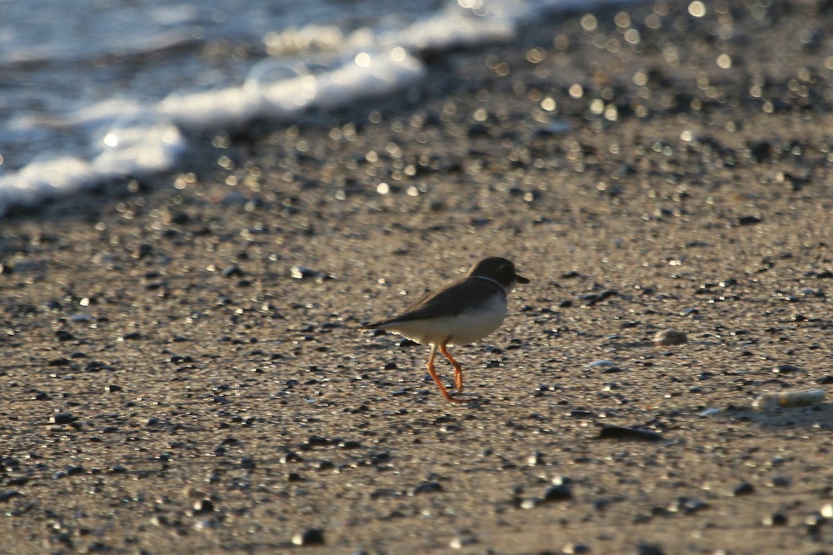Semipalmated Plover - River Ahlquist