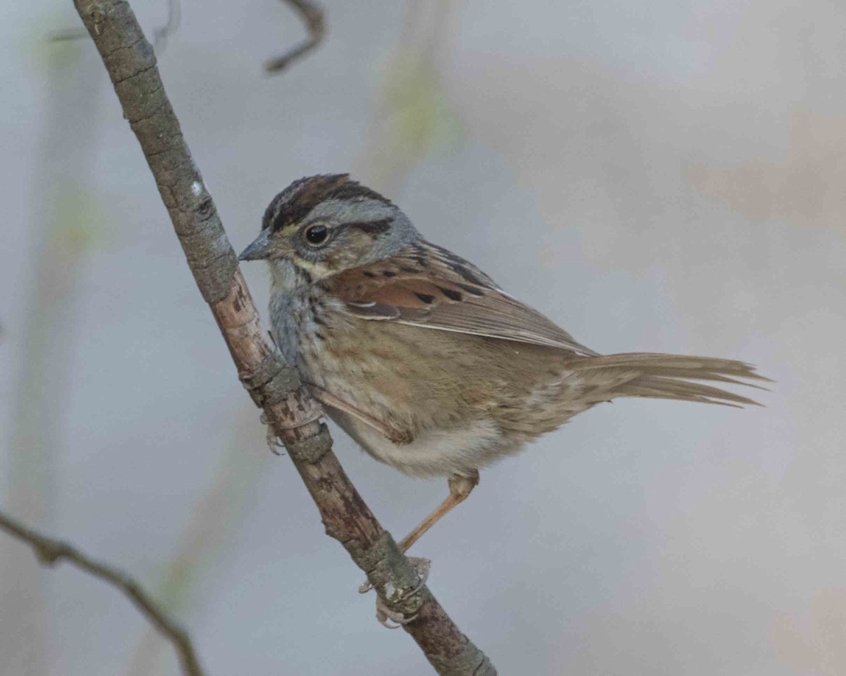Swamp Sparrow - ML616085304