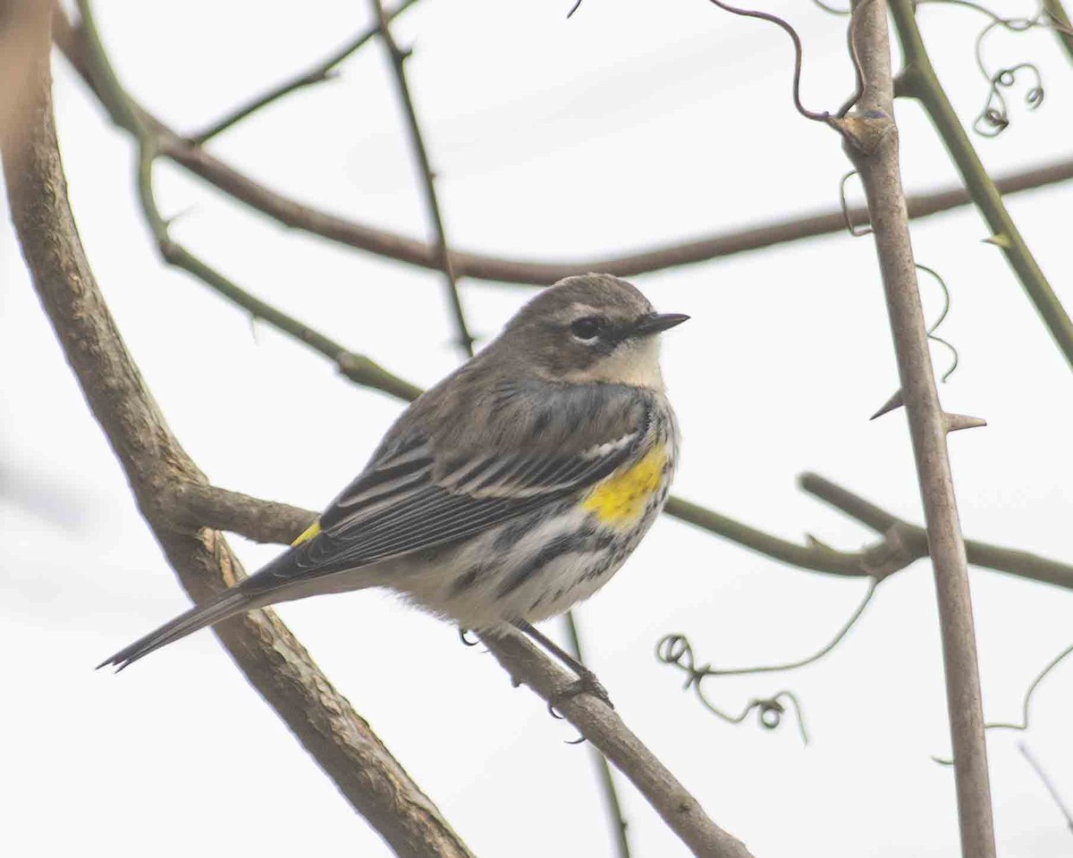 Yellow-rumped Warbler - ML616085313