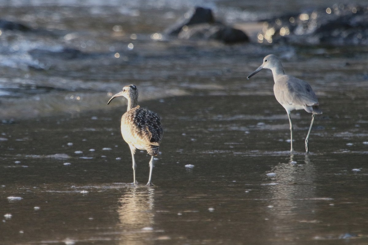 Whimbrel - River Ahlquist