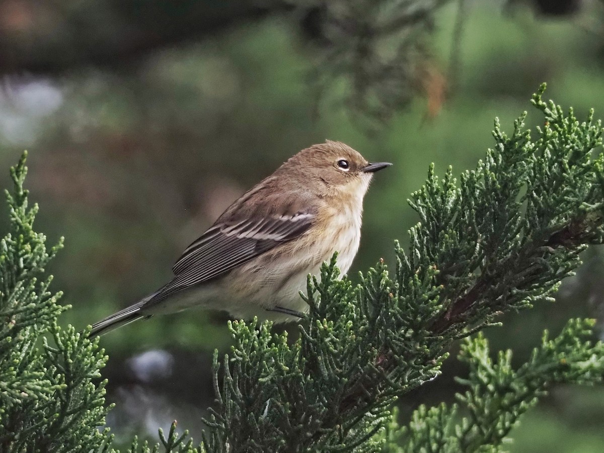 Yellow-rumped Warbler - ML616085374