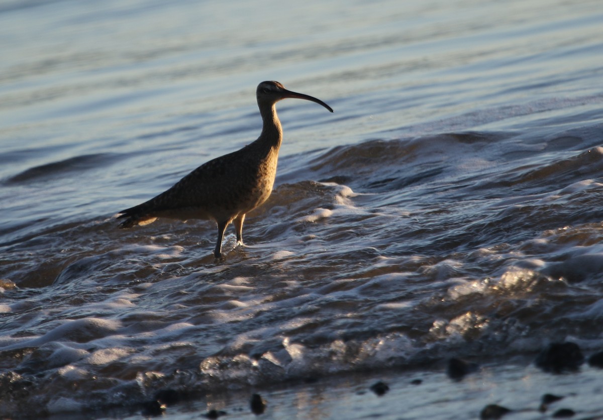 Whimbrel - River Ahlquist