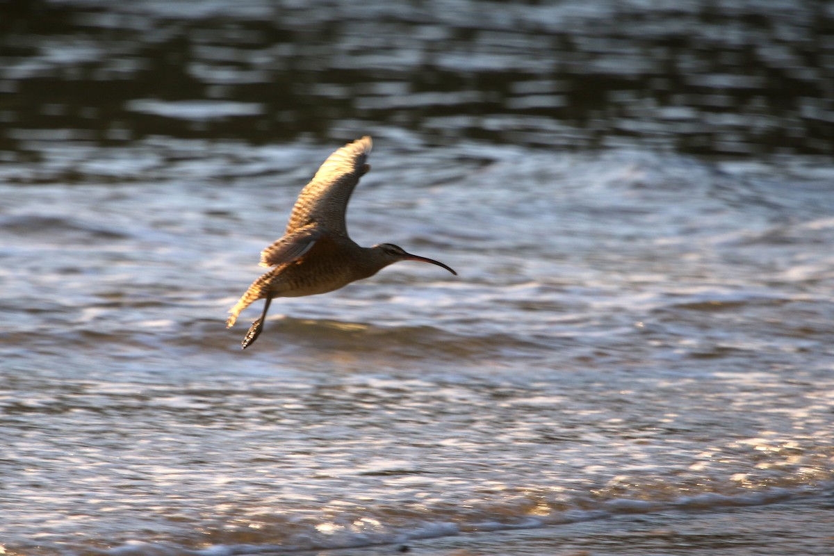 Whimbrel - River Ahlquist