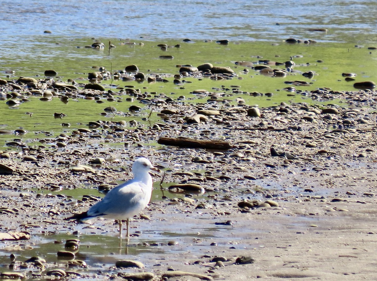 Ring-billed Gull - ML616085401