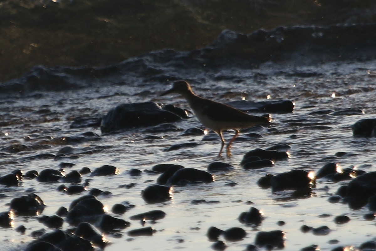 Spotted Sandpiper - River Ahlquist