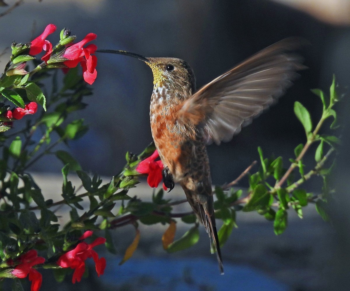 Rotflankenkolibri - ML616085408