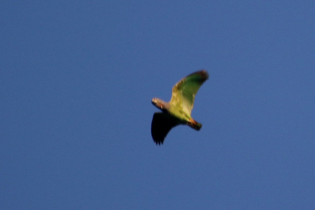 Blue-headed Parrot - ML616085438