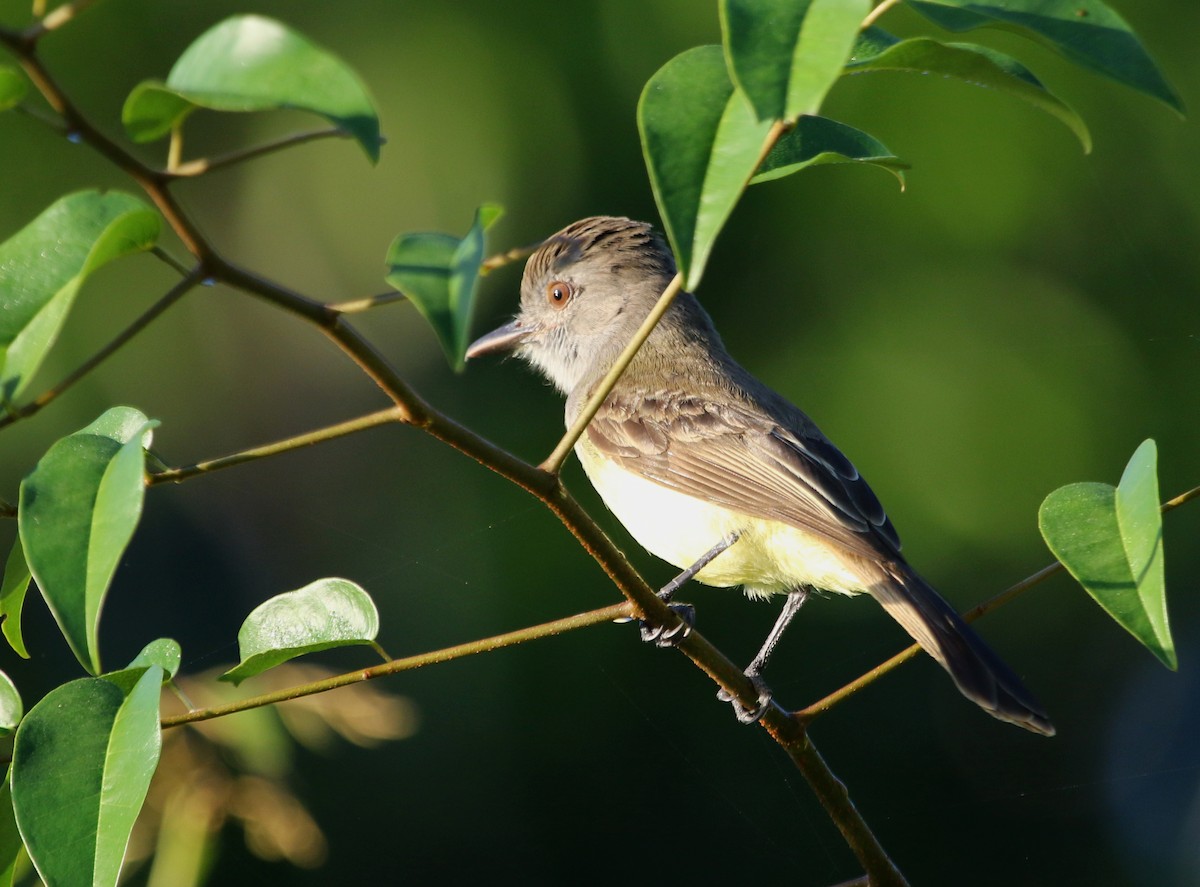 Panama Flycatcher - River Ahlquist