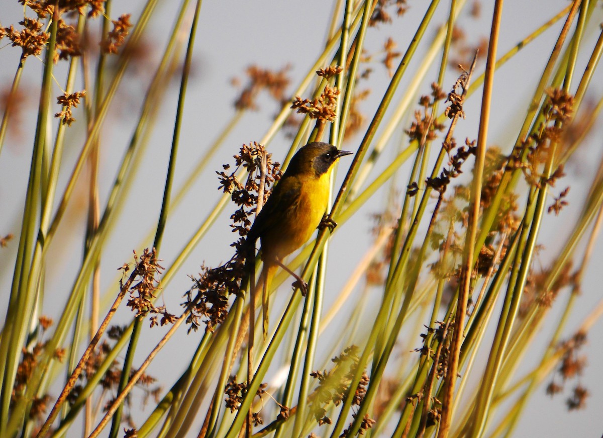 Black-polled Yellowthroat - ML616085473