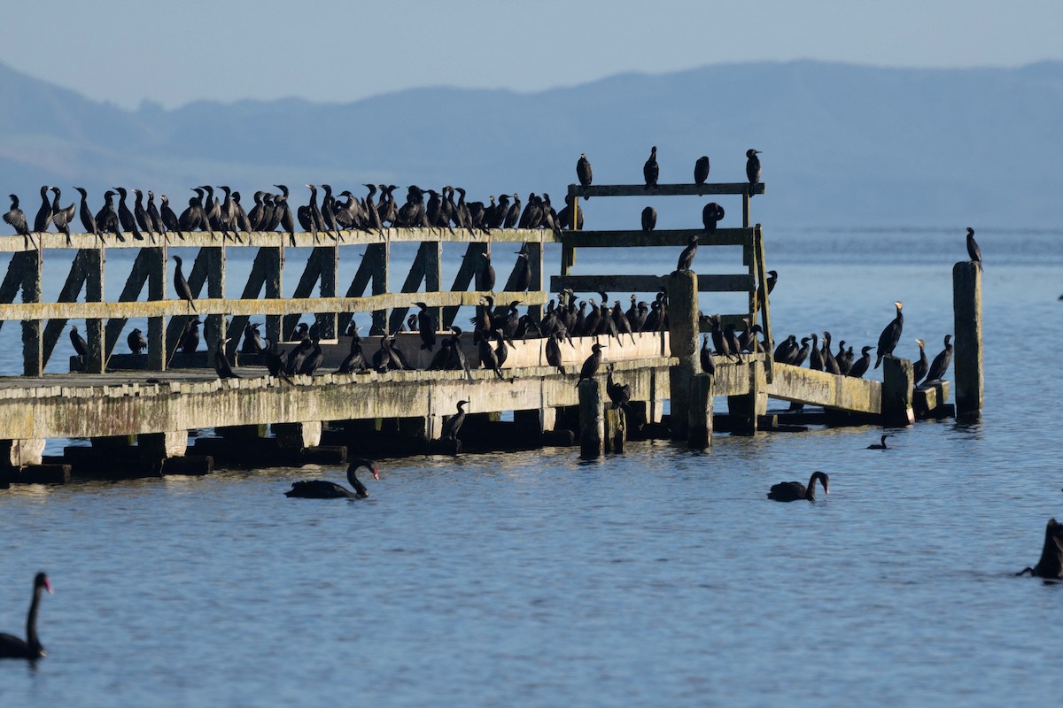 Little Black Cormorant - ML616085491