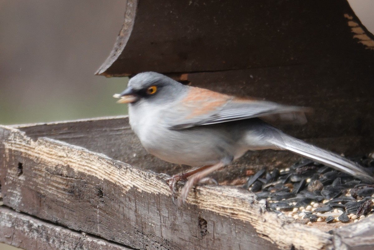 Yellow-eyed Junco - Terry Pollock