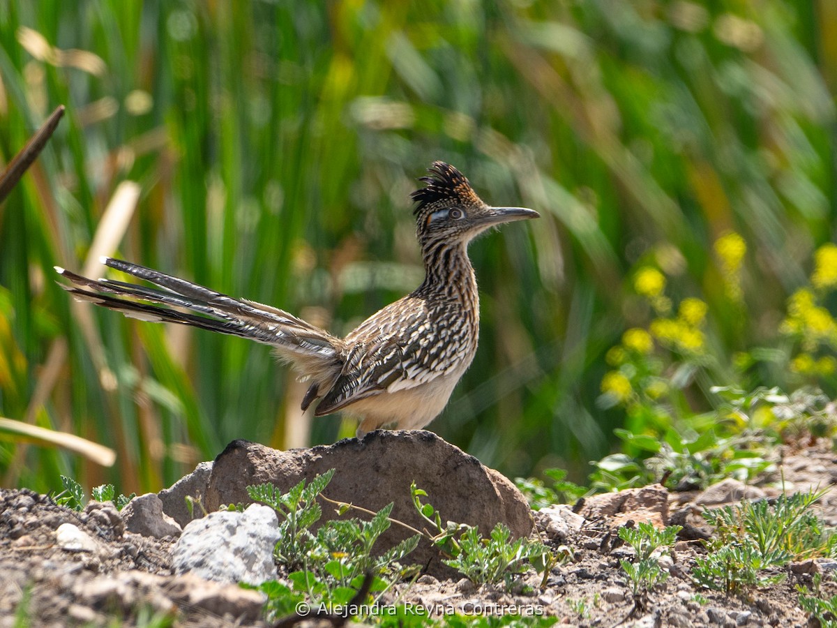 Greater Roadrunner - ML616085522