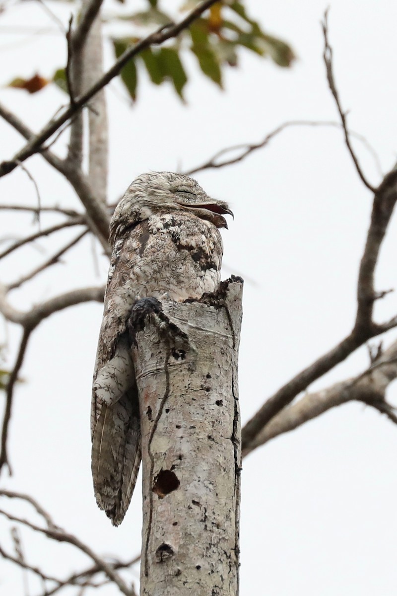 Great Potoo - ML616085526