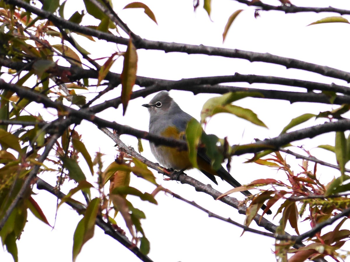 Gray Silky-flycatcher - Brett Hartl