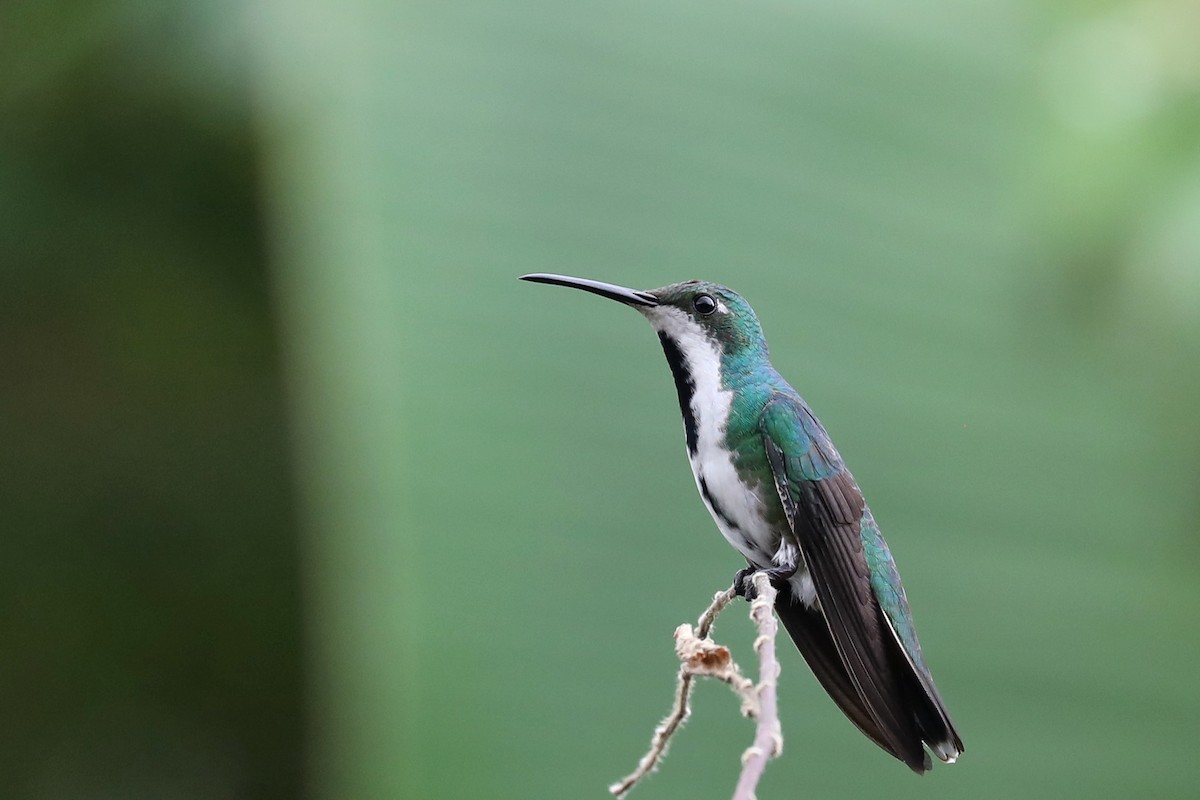 Black-throated Mango - ML616085535