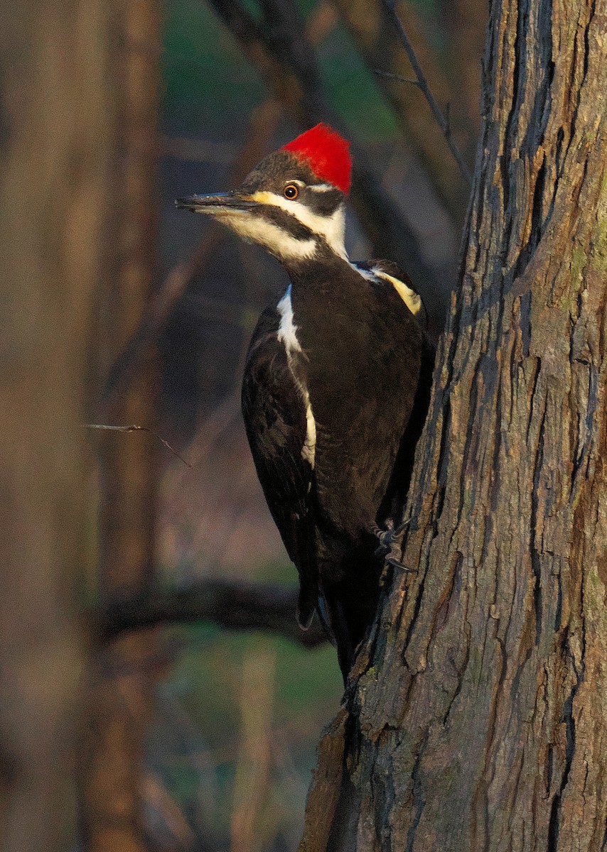 Pileated Woodpecker - Beth McGrath