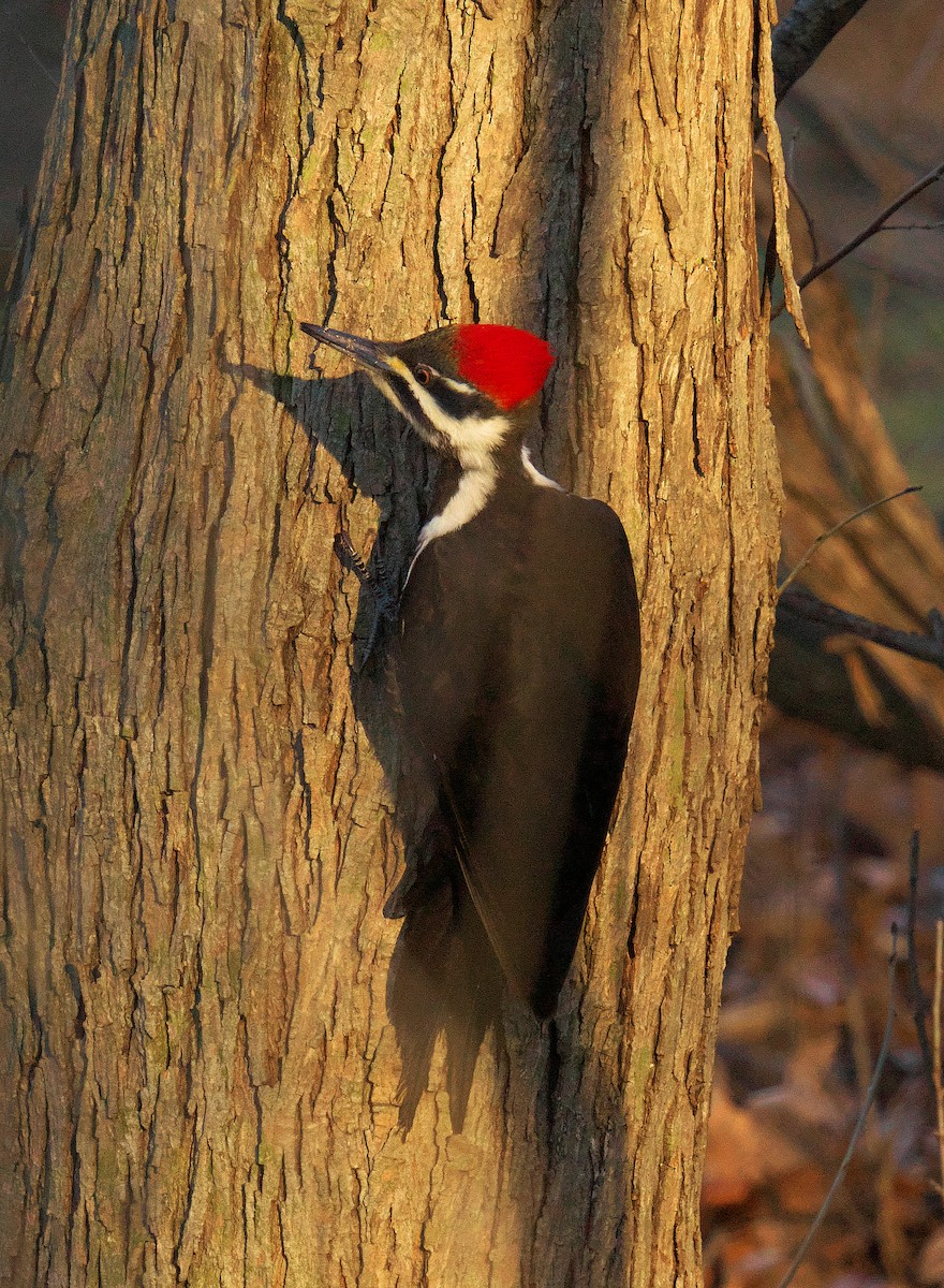 Pileated Woodpecker - ML616085575