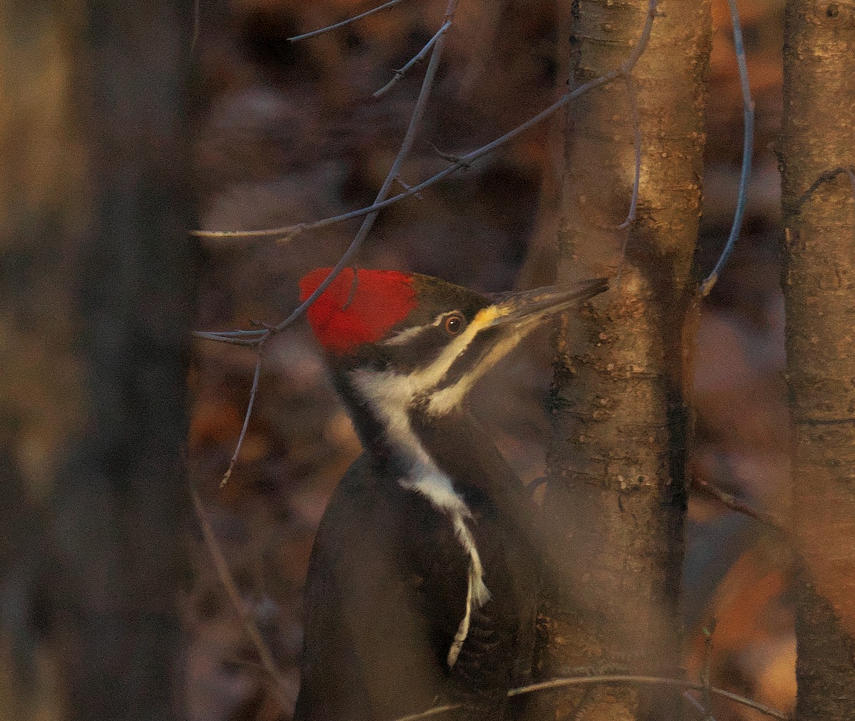Pileated Woodpecker - Beth McGrath