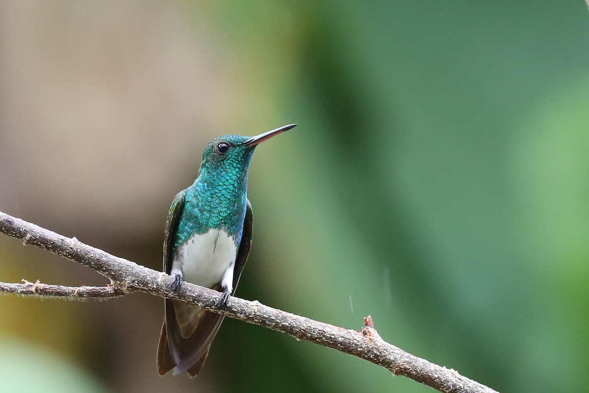 Snowy-bellied Hummingbird - Linda Widdop