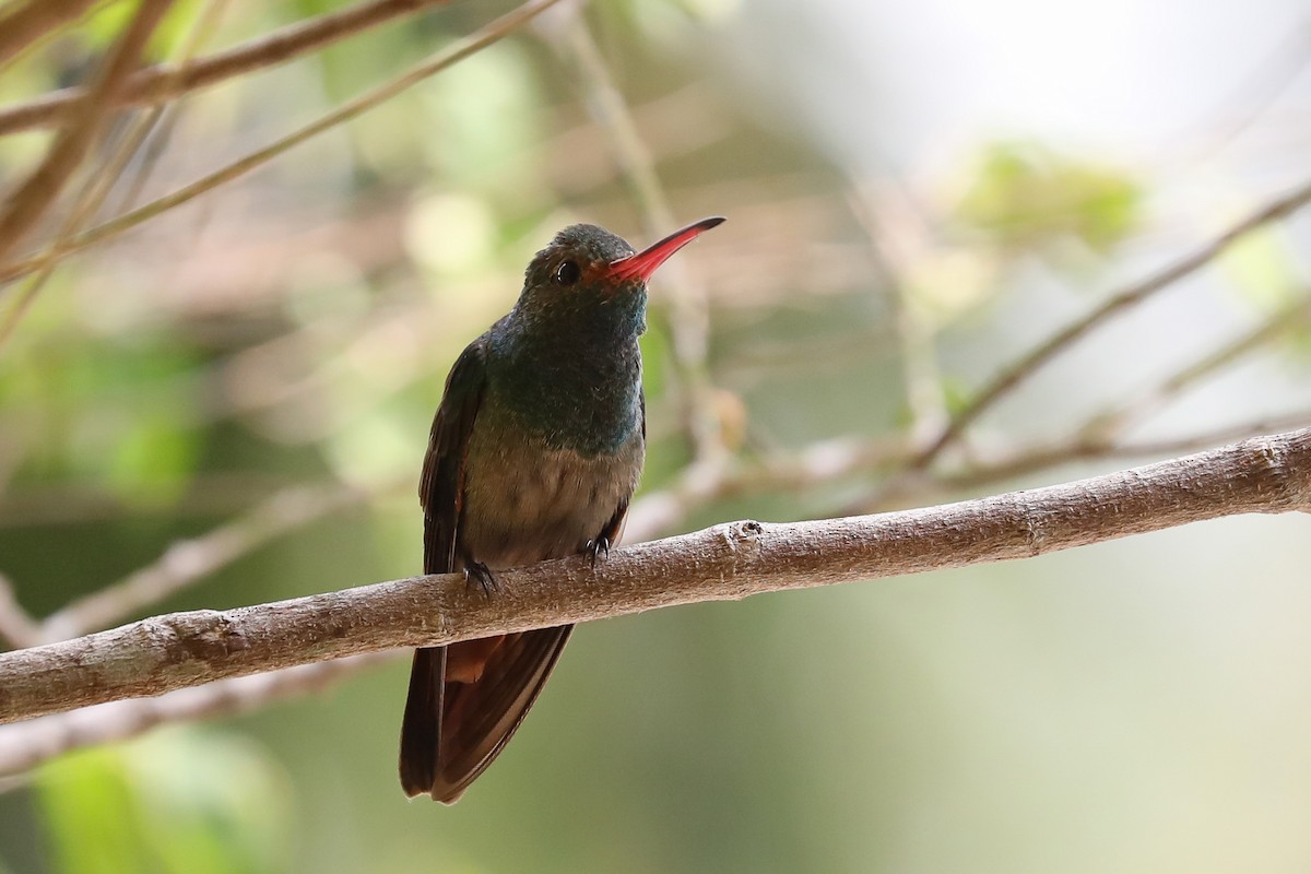 Rufous-tailed Hummingbird - ML616085631