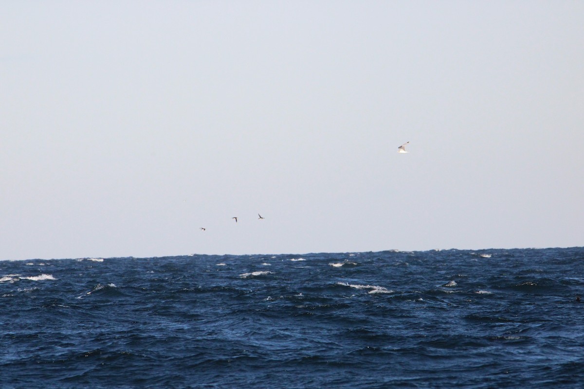 Black-legged Kittiwake - ML616085661