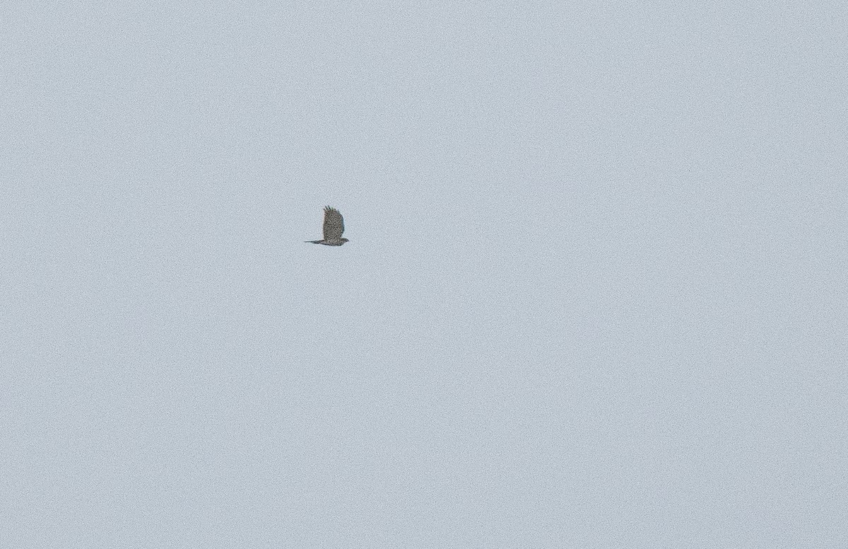 Japanese Sparrowhawk - Forest Botial-Jarvis