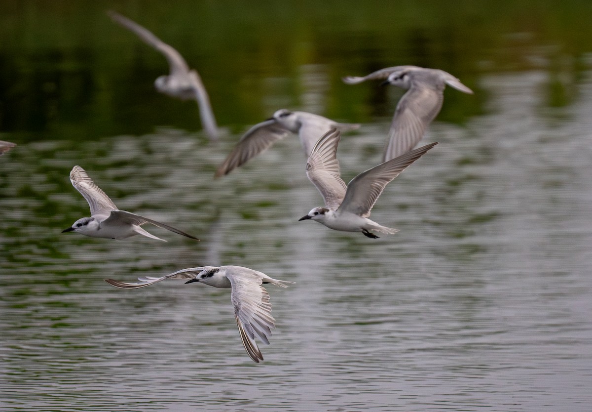 Whiskered Tern - Forest Botial-Jarvis