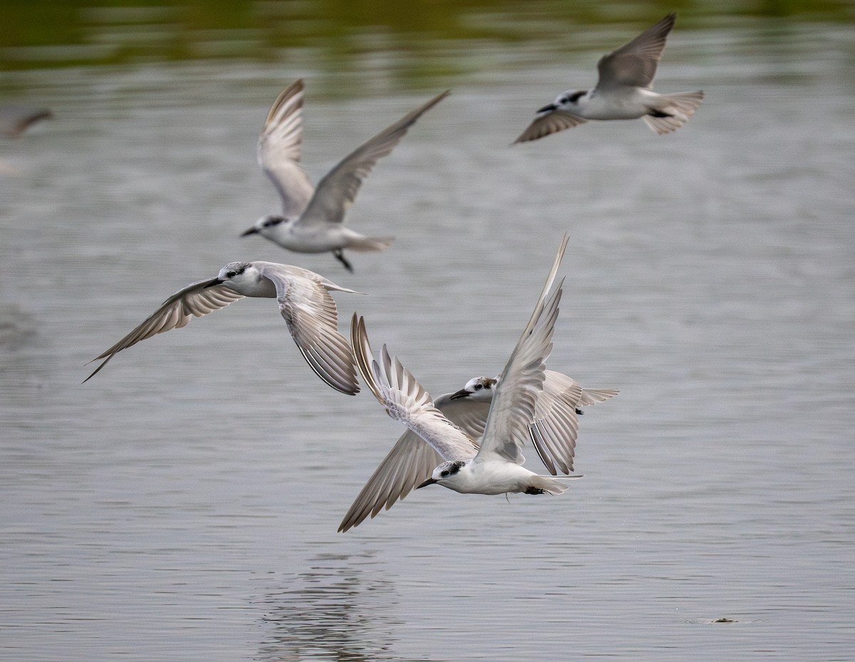 Whiskered Tern - Forest Botial-Jarvis
