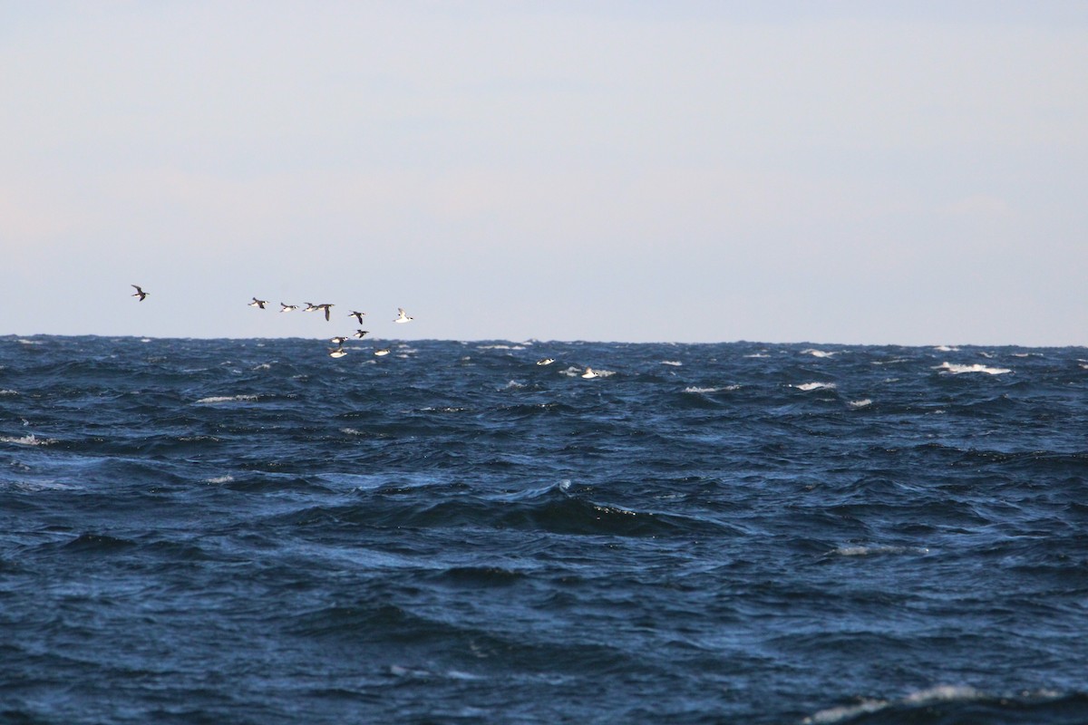 Common Murre - Sundar Laks