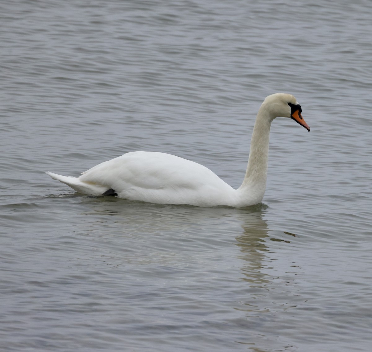 Mute Swan - ML616085809