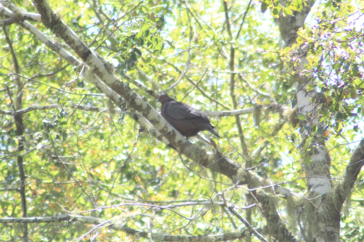 Chilean Pigeon - ML616085866