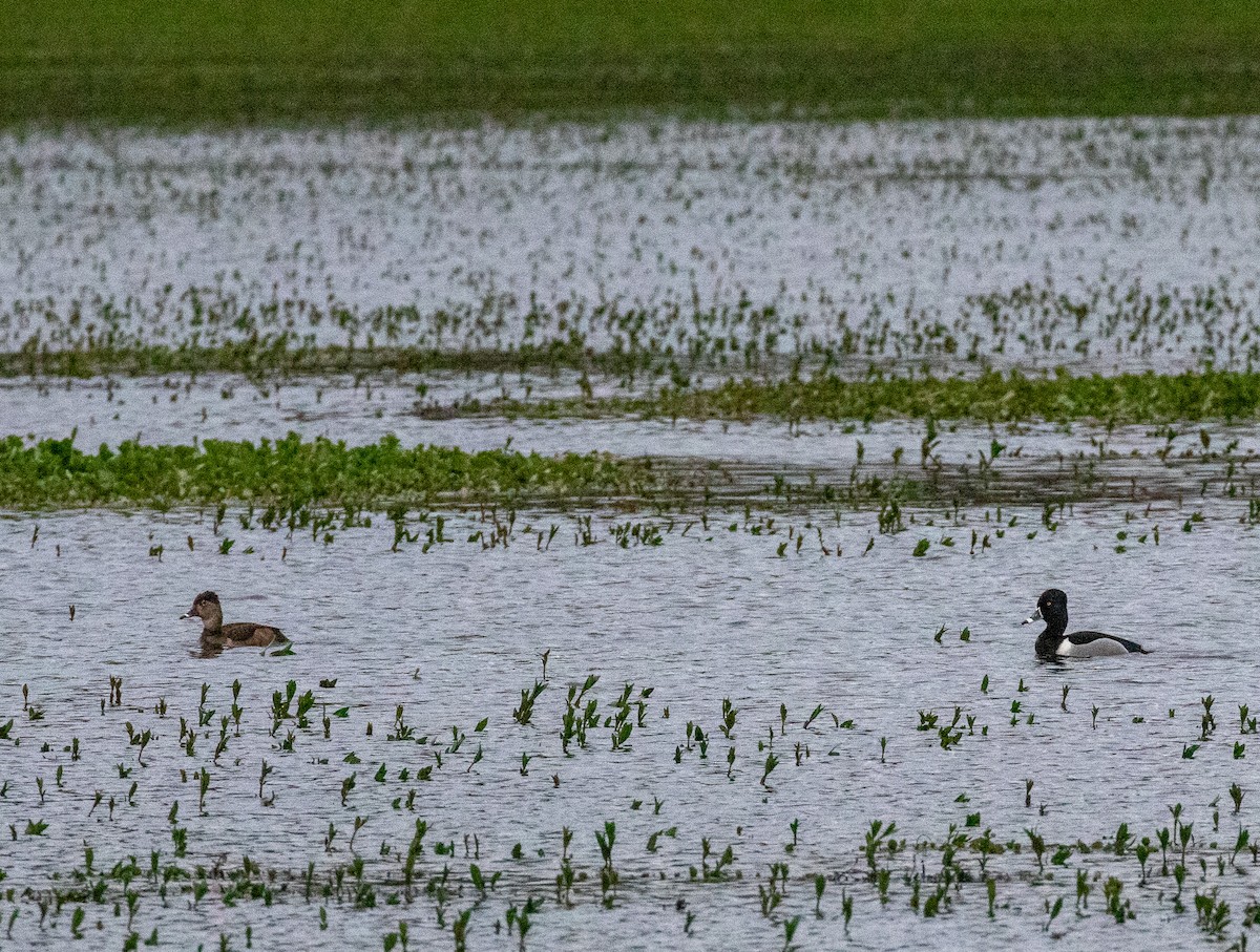 Ring-necked Duck - ML616085876