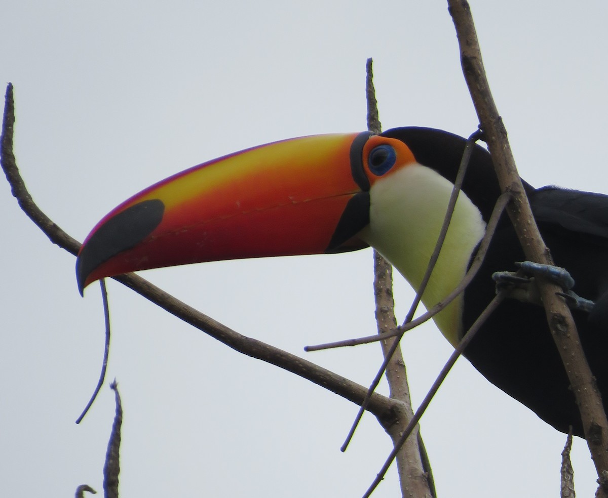 Toucan toco - ML616085894