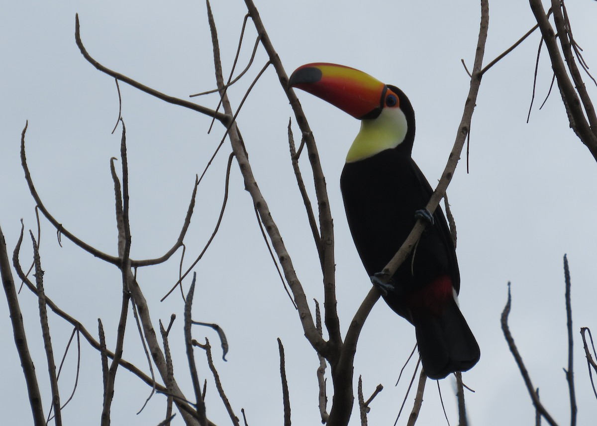 Toucan toco - ML616085895